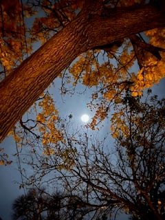 the full moon in a smoky blue sky seen through orange leaves, bare branches, and tree trunks
