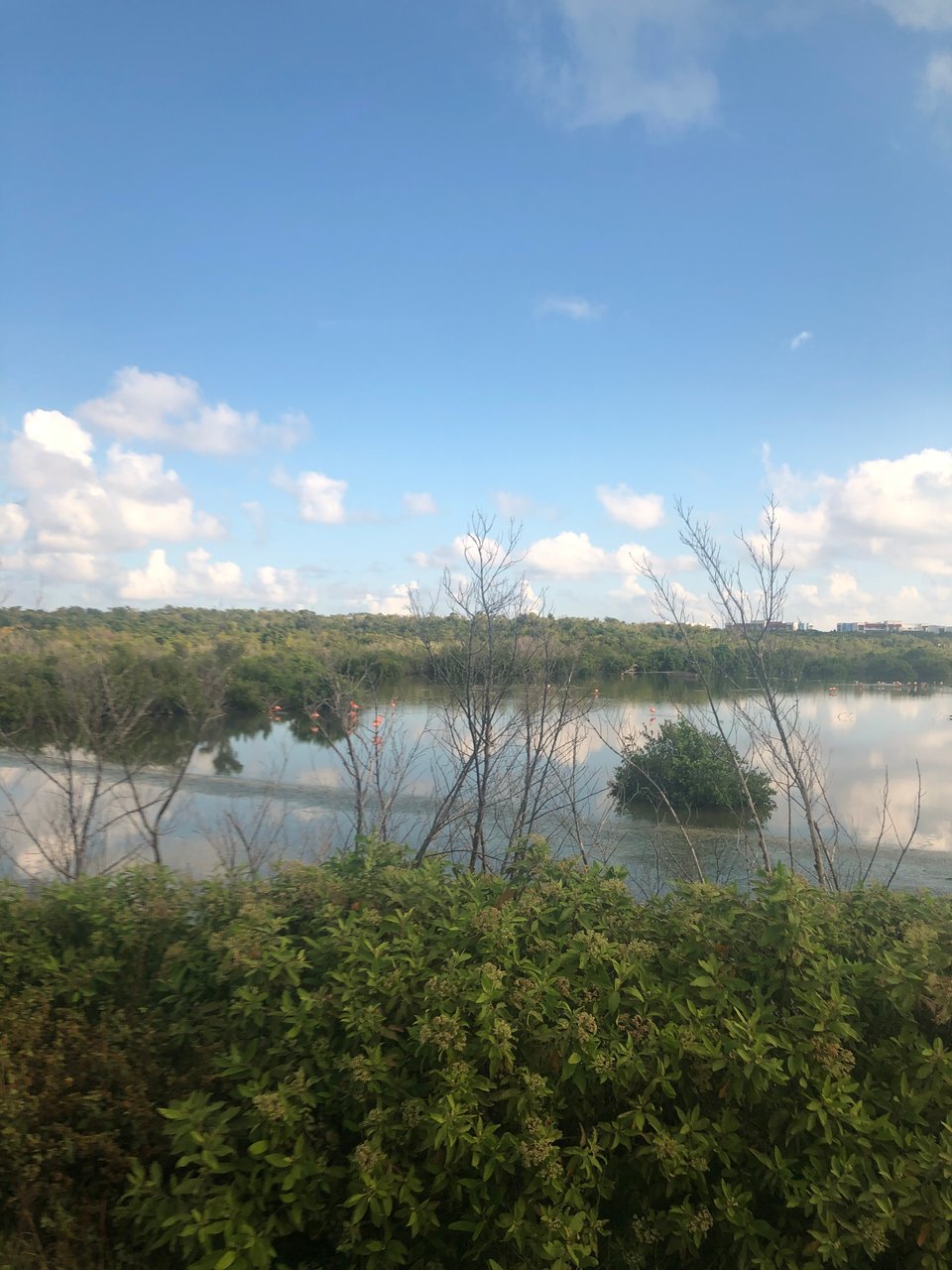 A shitty picture where you can barely see some pink spots, which are flamingos in the water