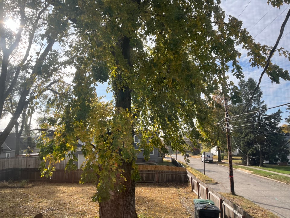 A silver maple with leaves turning yellow with a backyard full of fallen leaves and a neighborhood street with a mailtruck in the background