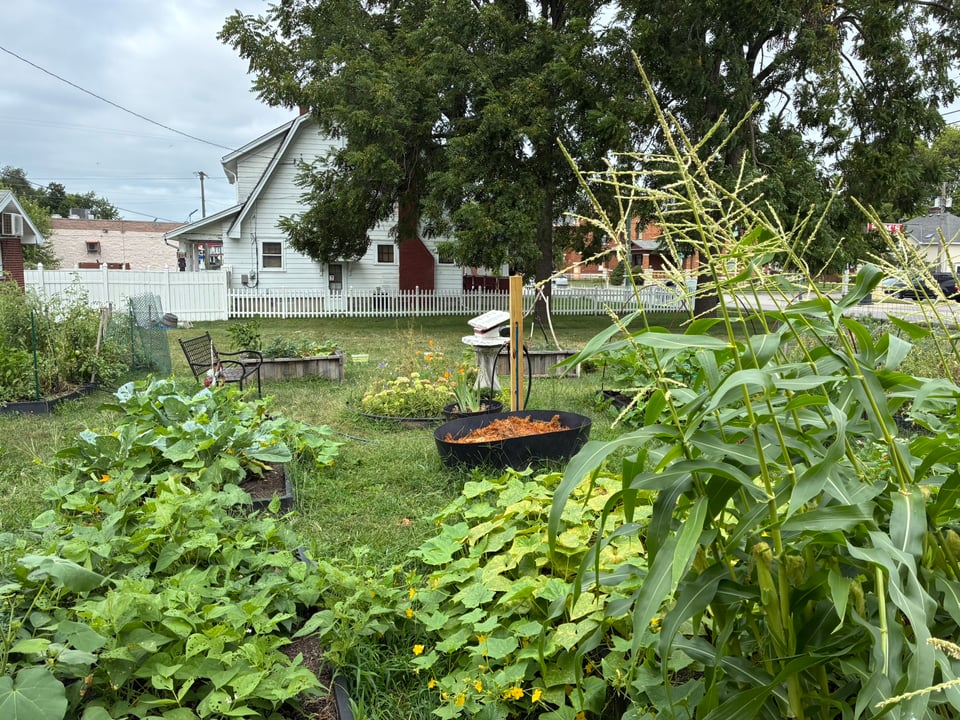 Vegetables in full growth!