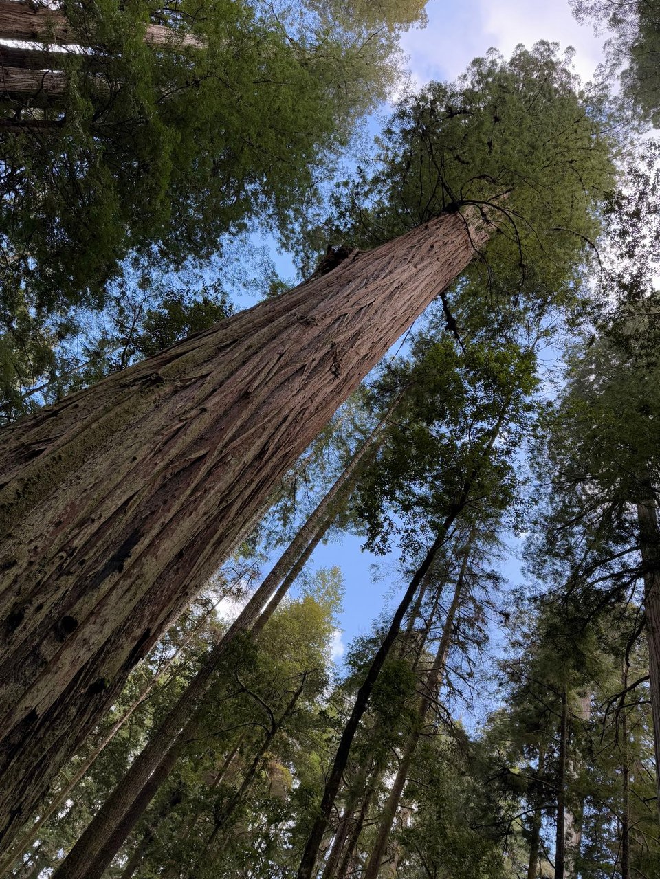 Towering redwoods against a bright blue sky. I took this from the sunroof of my car! They were everywhere.
