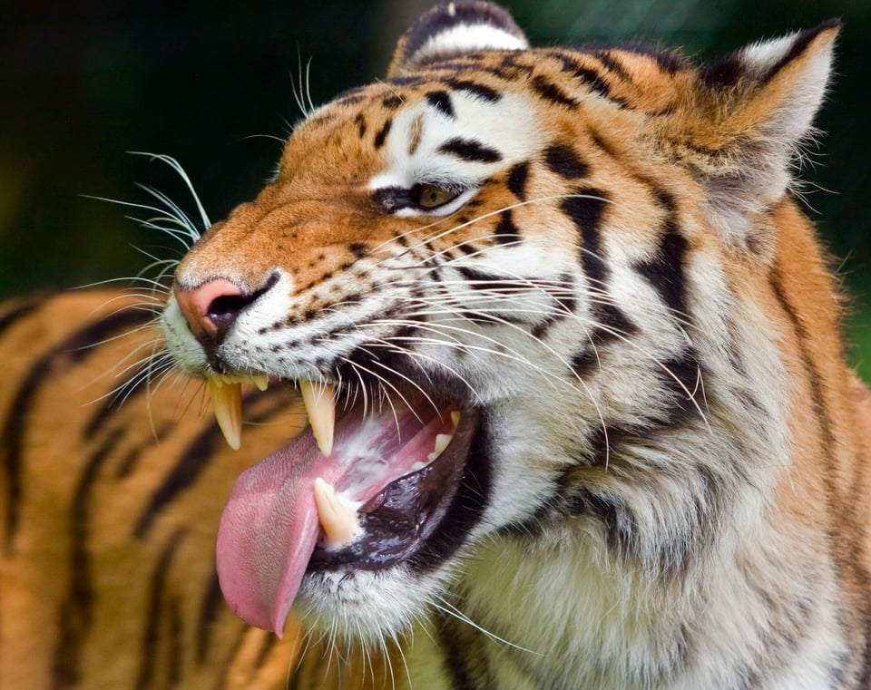 A close-up photo of a tiger. Its mouth is open, exposing its teeth and tongue. Photo by Paul Morley on Unsplash.