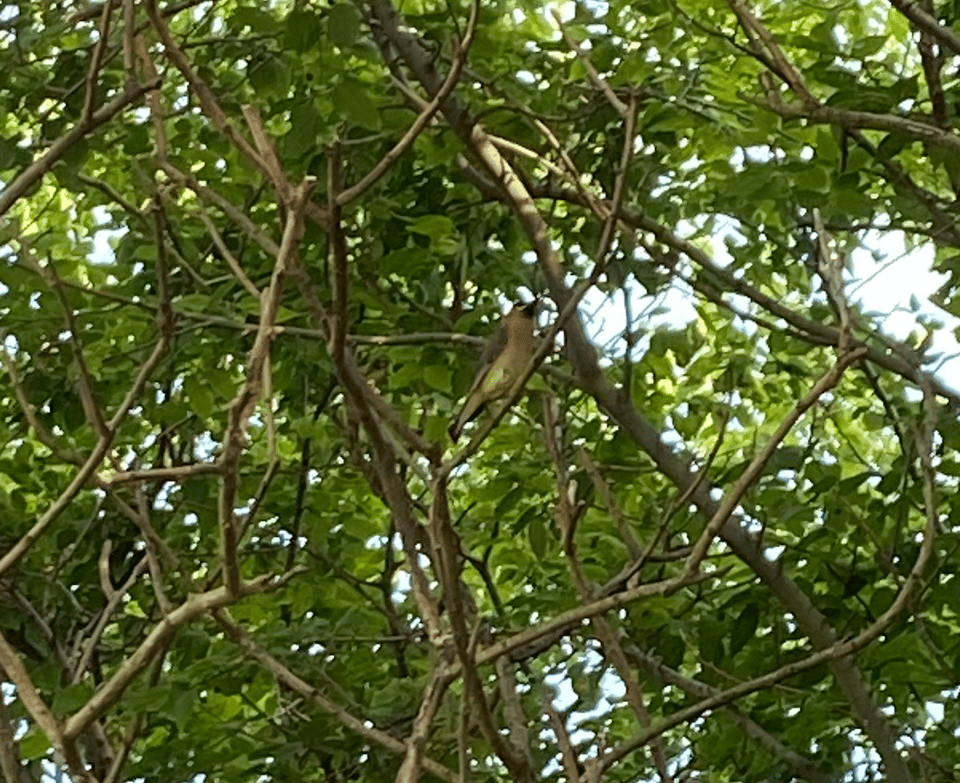 a blurry photo of a rusty, yellow, and gray colored bird called a cedar waxwing sitting on a branch in a tree