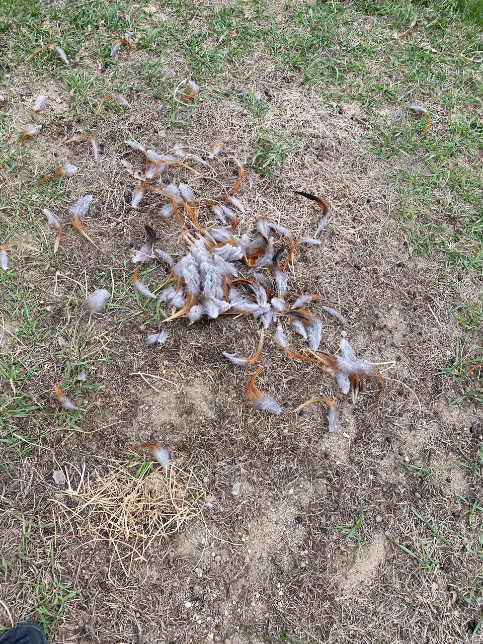 a pile of feathers indicating all that is left of a chicken after a fox attack