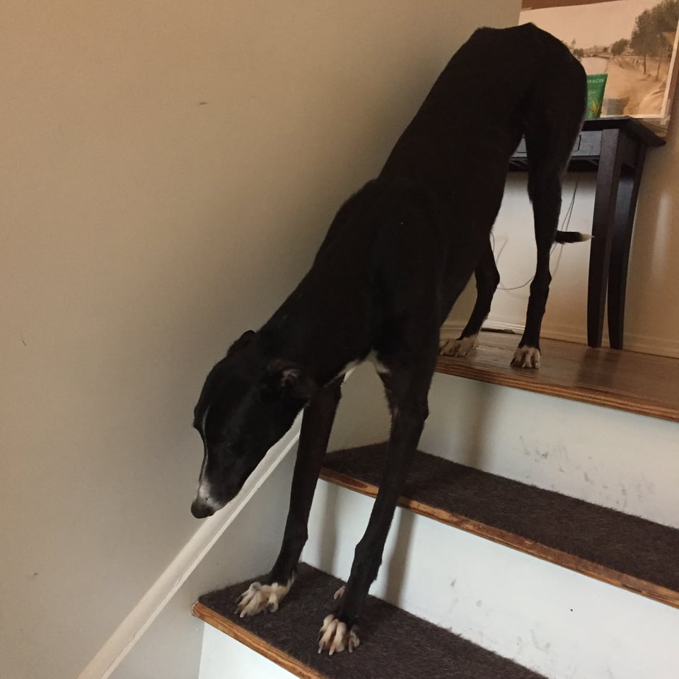 photo of b/w greyhound standing on stairs in a house, front paws two steps down and clearly not knowing what to do next