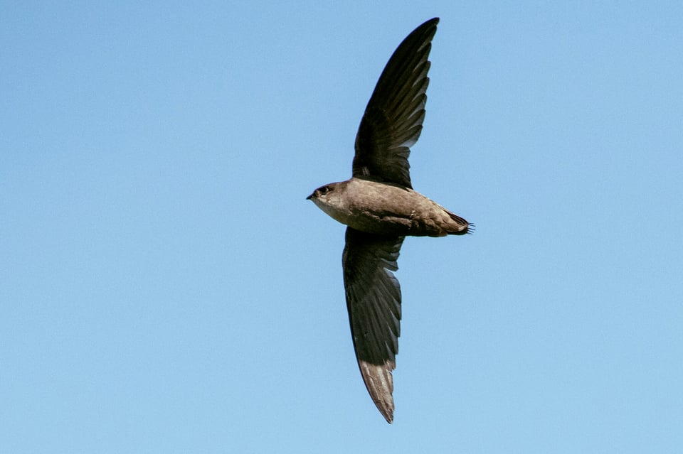 a photo of a bird called a chimney swift against a pale blue sky. the chimney swift is a grey torpedo-shaped bird with a long outstretched wingspan.