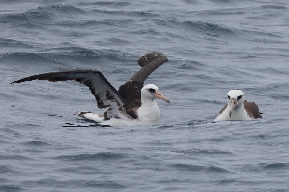 Two albatrosses in the water, one stretching its wings