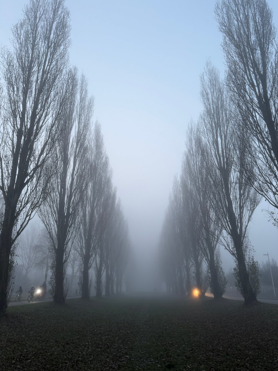 Dense fog obscuring the view through the perspective of poplar trees lining the sides of a long green expanse of grass.