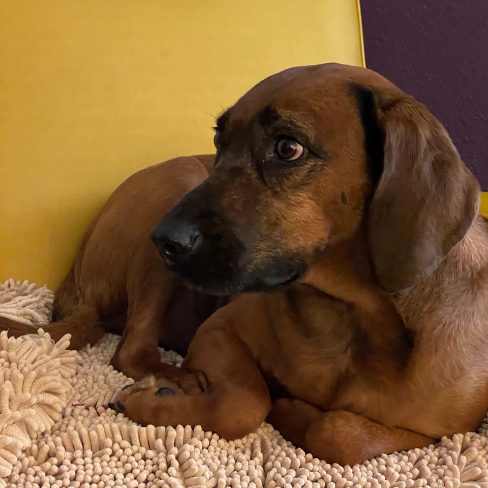 Sammi, a dark brown short-haired hound mix dog with a long snout, long floppy ears and golden-brown eyes is curled up on a nubby beige blanked on a mustard-yellow chair.