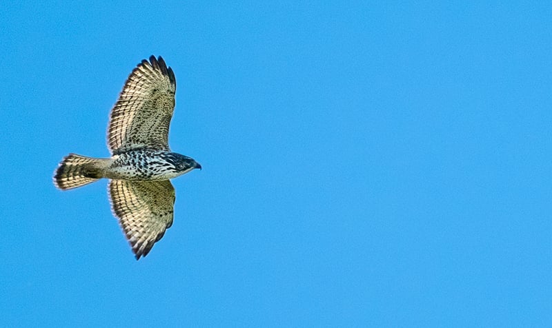 Broad-winged Hawks can be seen in groups at this time of year, circling and rising on thermals (kettling) as they migrate south. / Photo by Earl Bye