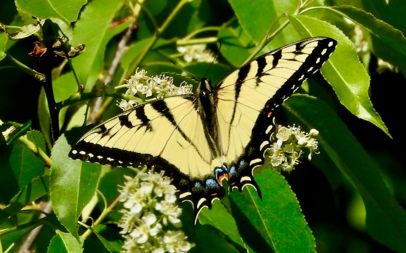 An Eastern Tiger Swallowtail. Look at those colors! Butterflies, too, arrive in the spring. / Photo by Steve Dietz