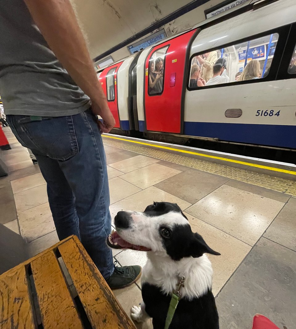 Colour photo of a black and white collie dog, Chip, sitting on a London Tube platform and looking nervously back at the picture-taker who is sitting on a wooden bench. A man in blue jeans and a grey tshirt stands beside Chip, and in the background a red, white, and blue Tube carriage goes by.