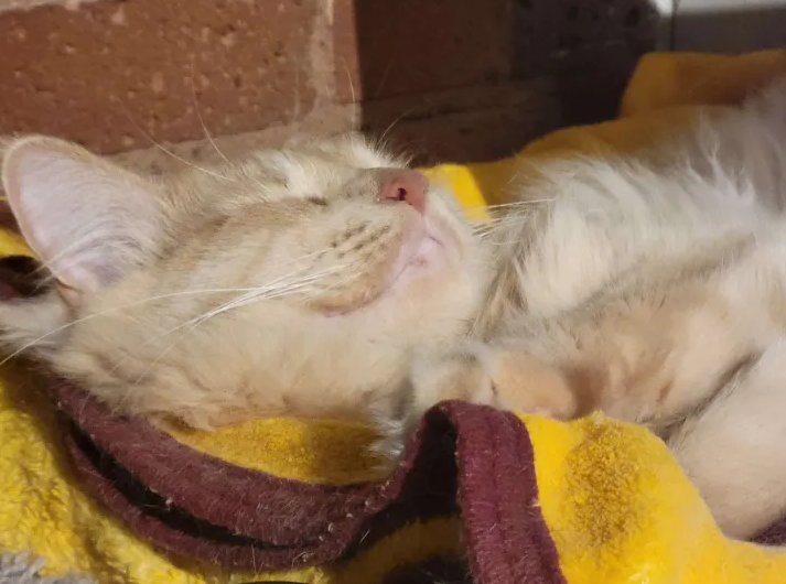 Poofy kitty dreaming of steam releases and couches to scratch.