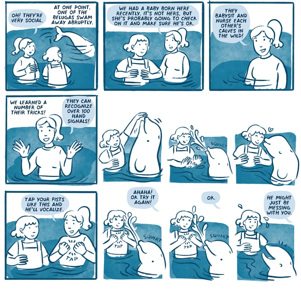 At one point one of the belugas swam away abruptly.