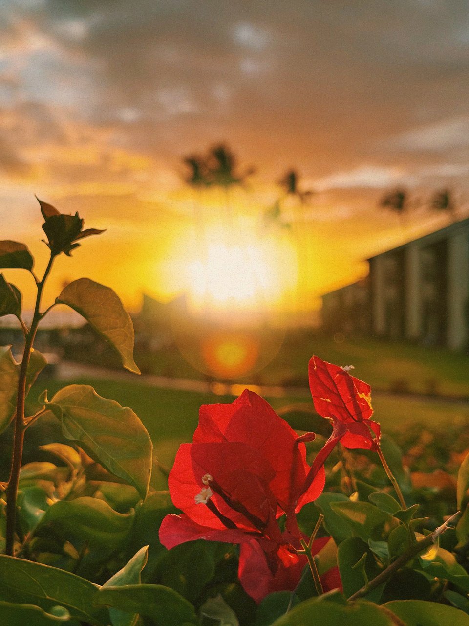 Sunset with a red flower in focus in the foreground and palm trees blurred in the background