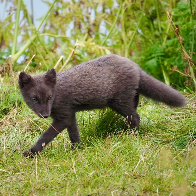 An arctic fox cub looking curiously towards the camera while carefully walking around a safe distance from it.