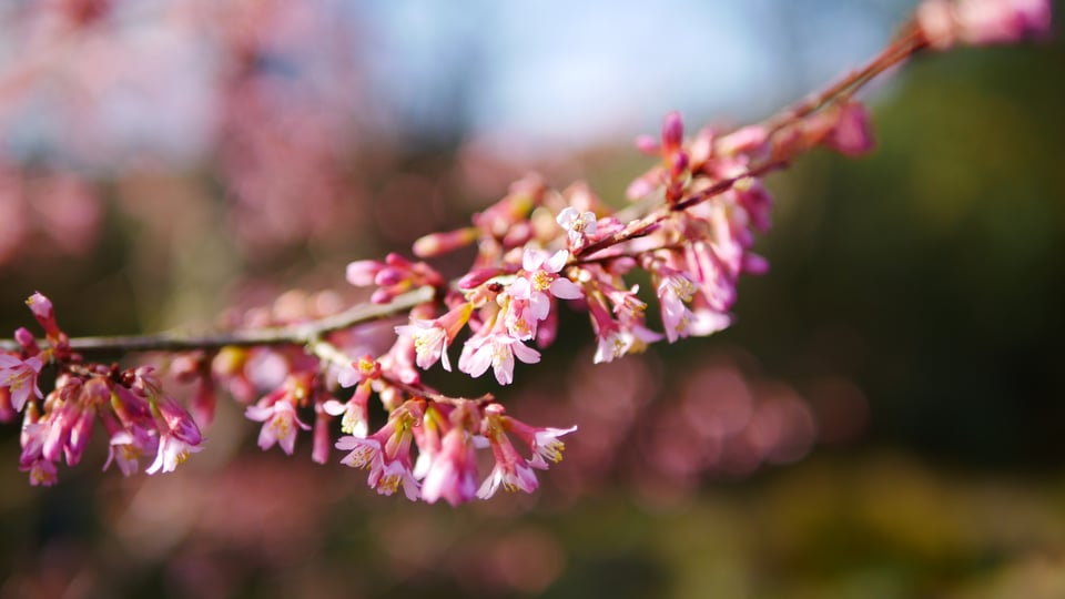 A close up shot of the blossom on my cherry tree