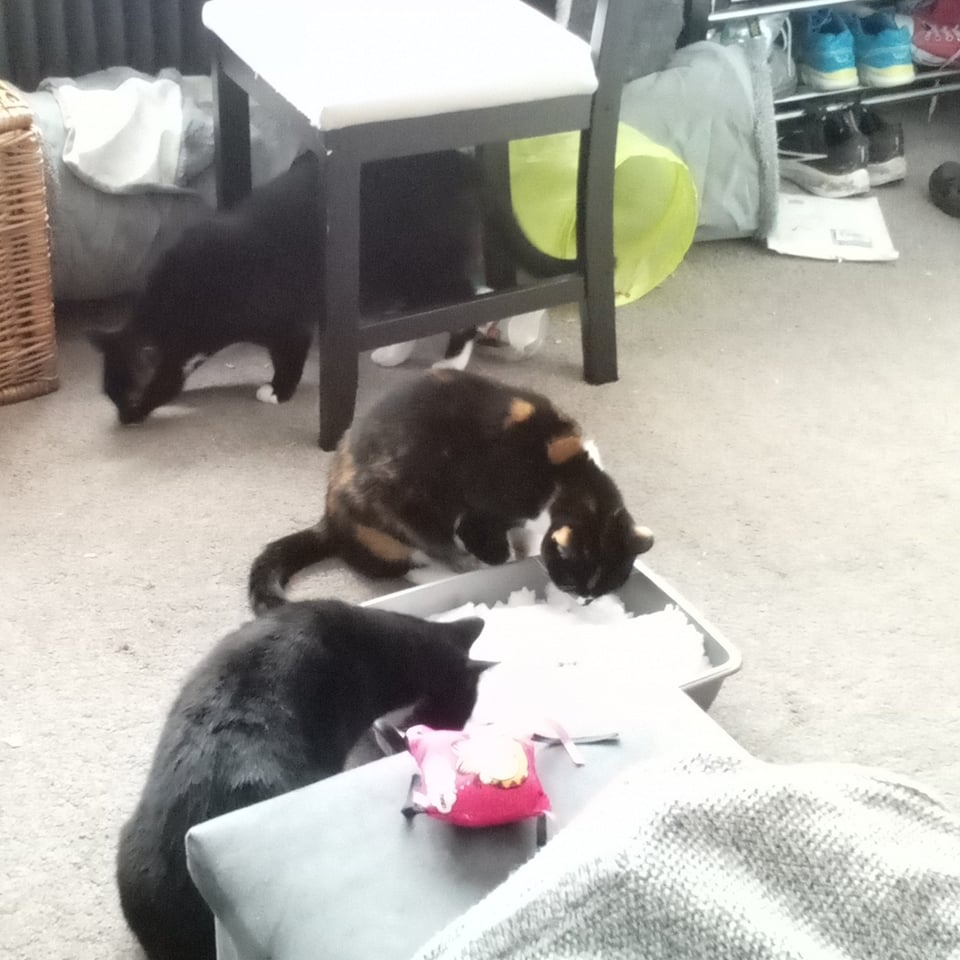 Two cats peering into a tray of white snow