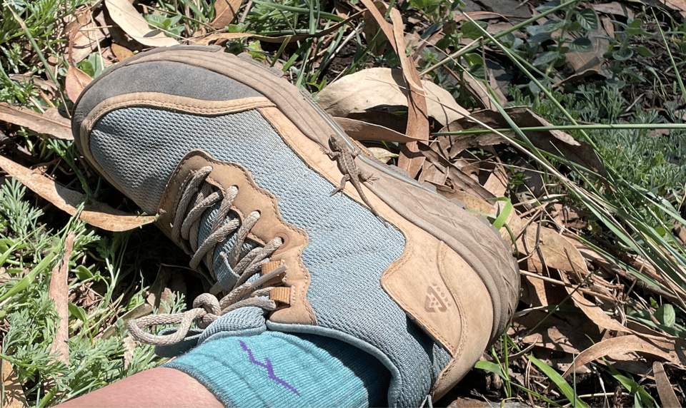 a juvenile Western fence lizard sitting on my shoe in the grass