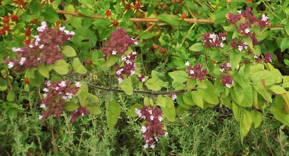 against a bed of thyme, sprawling branches of flowering oregano