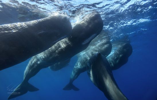 A pod of sperm whales