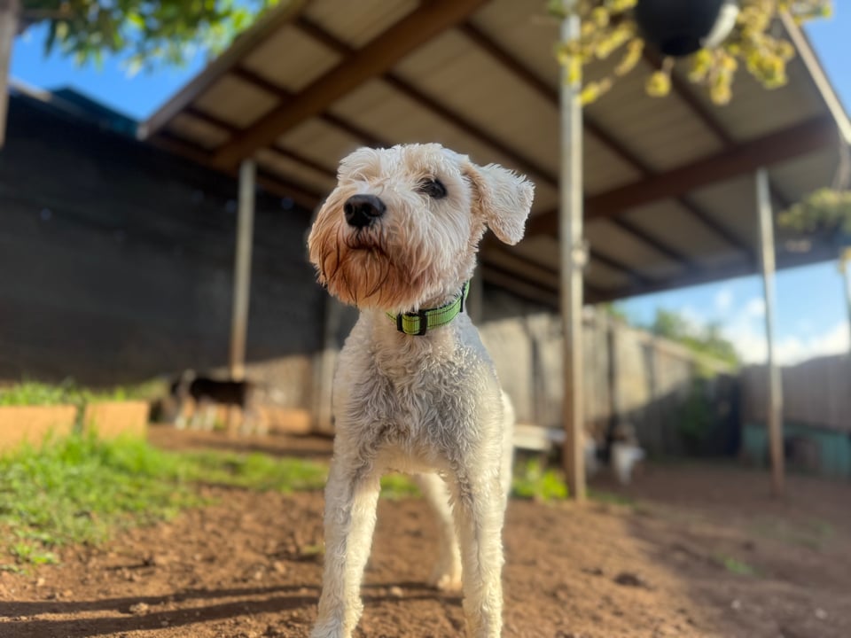 Centered in the image stands Finn, a white schnauzer, looking nobly off to one side, gazing into what may come with his face in shadow, but determined, , as light shines around him with a hope of brighter days ahead.