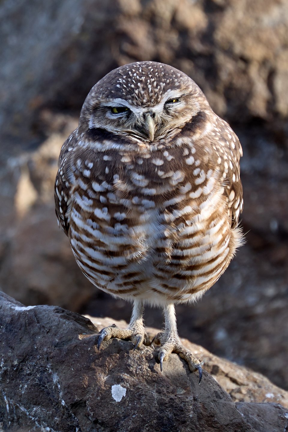 A very judgey, very cute owl