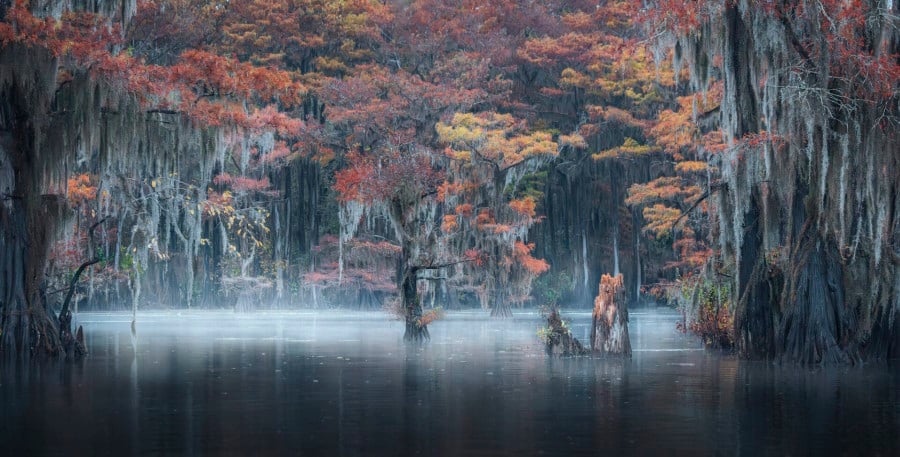 An autumnal photograph of trees with changing leaves in a misty swamp.