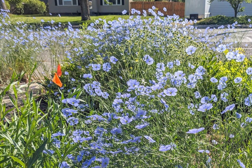 clouds of small blue wildflowers, with a residential street visible in the background