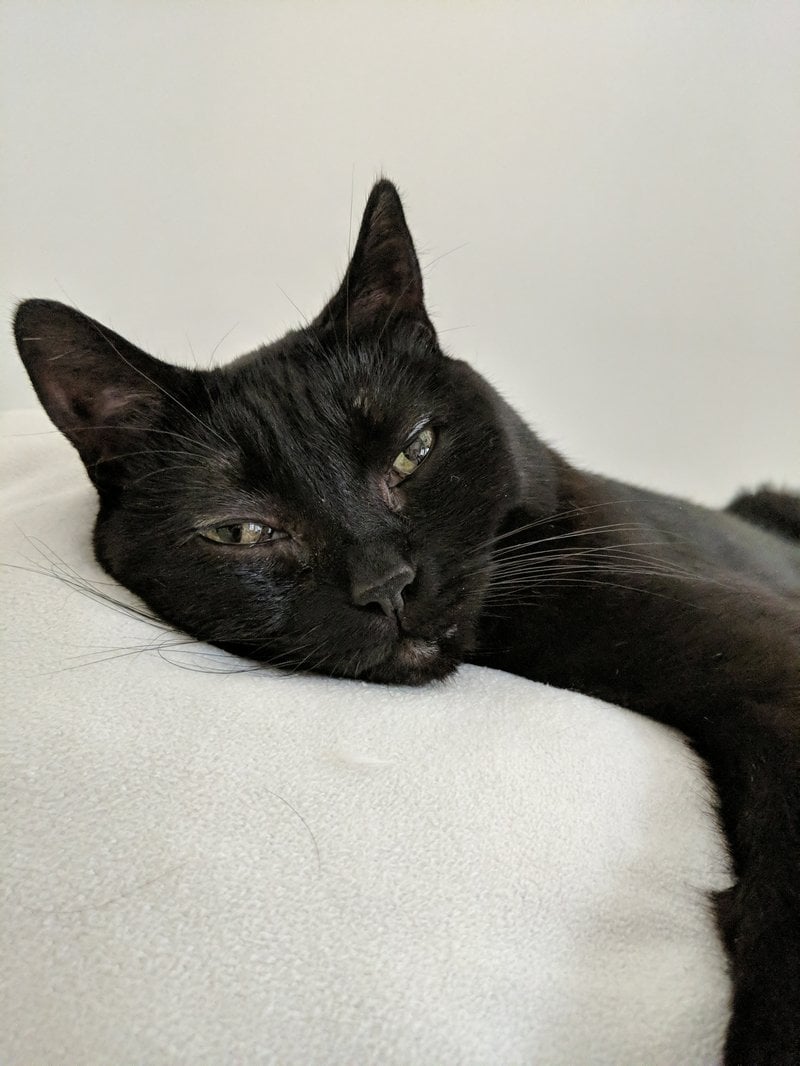 A close-up of a black cat with her arm hanging off the side of the white cushion where she's lying, looking softly into the camera
