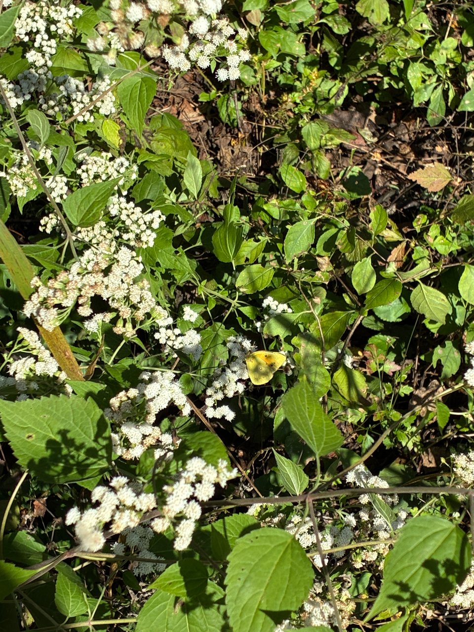 Yellow/orange butterfly nestled among green foliage and white flowers.