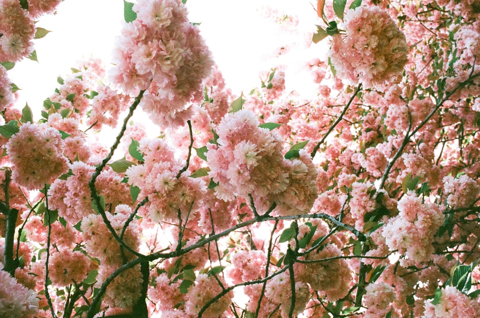 pink blossoms beneath an overblown white sky