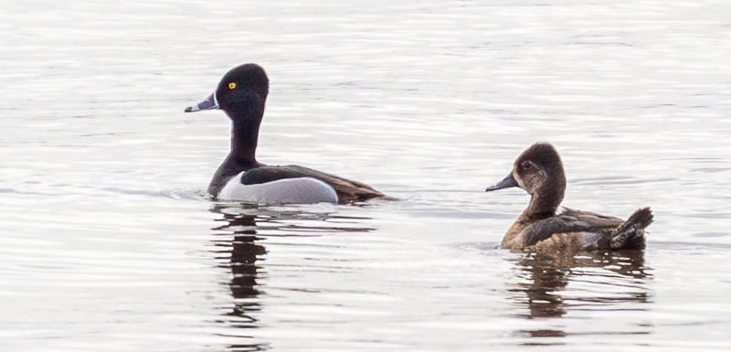Ring-Necked Ducks, small diving ducks, are returning to Minnesota this time of year. Watch for them along the beach at the end of the Sand Point Trail. / Photo by Earl Bye