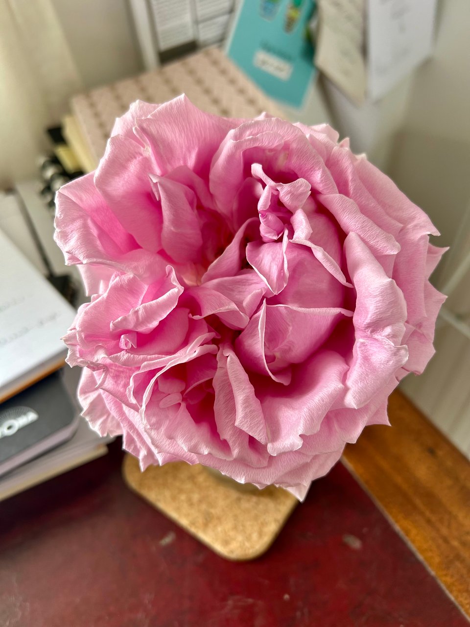 Pine Marten Post #12