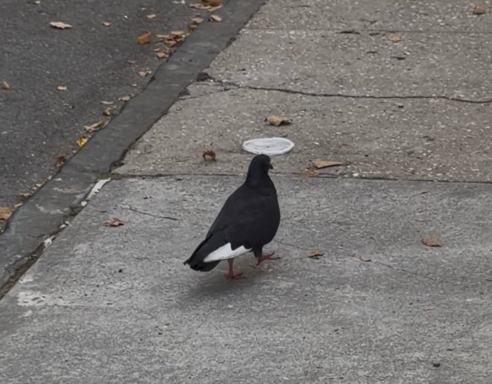 pigeon paparazzi