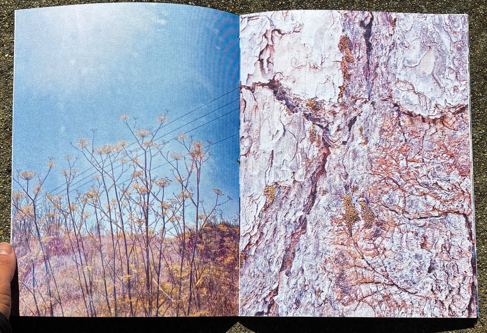 Wild fennel photo in a spread from Risograph photobook Don't Forget the Magic