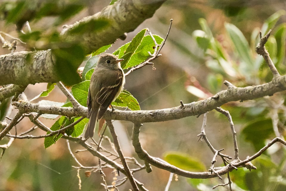 A little grey bird perched on a branch