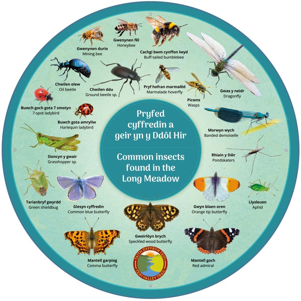 Illustration of common insects found in the Long Meadow