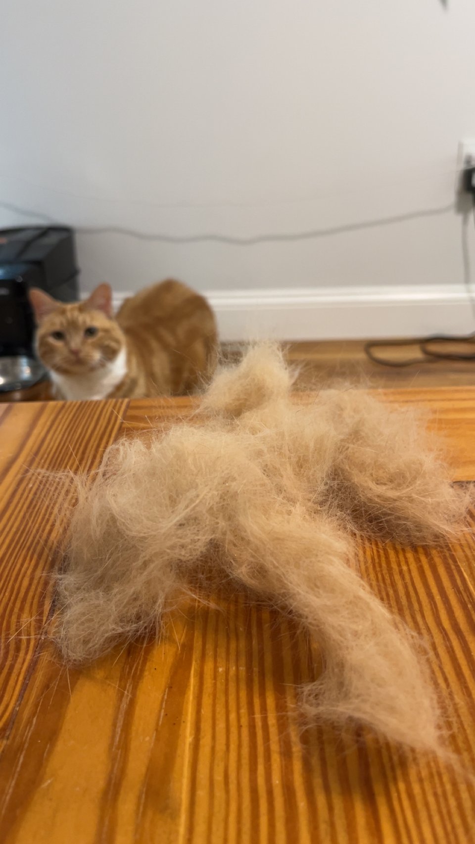 A mountain of orange fur with an orange cat in the background