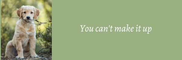 puppy holding a small stick