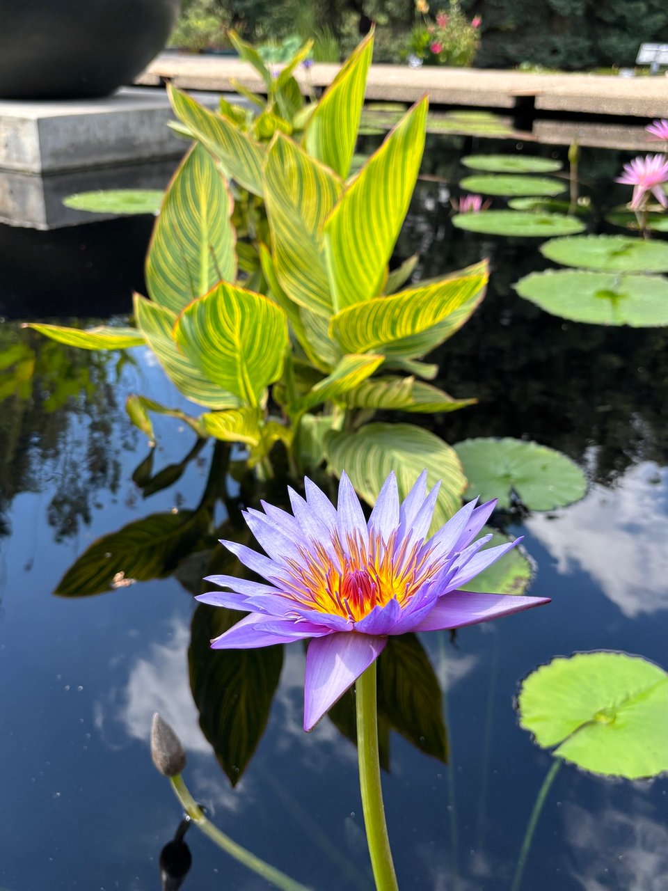 a spectacular lilac-colored waterlily blossom with a fiery red and orange center
