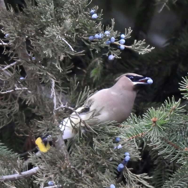 A cedar waxwing feeds on Eastern red cedar berries during November. / Photo by Steve Dietz