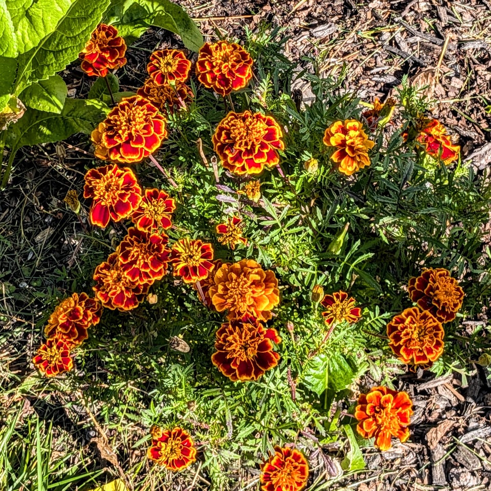 A marigold plant with many orange and maroon blossoms. The flowers are vibrant due to the angle of the sun.
