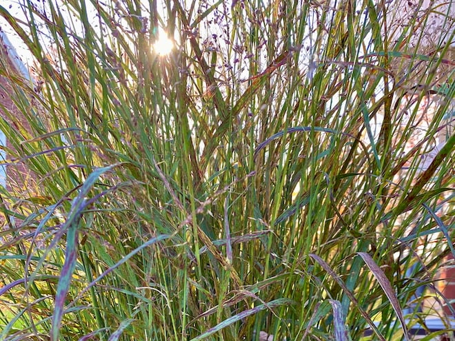 This week: Switchgrass’s Amazing Uses