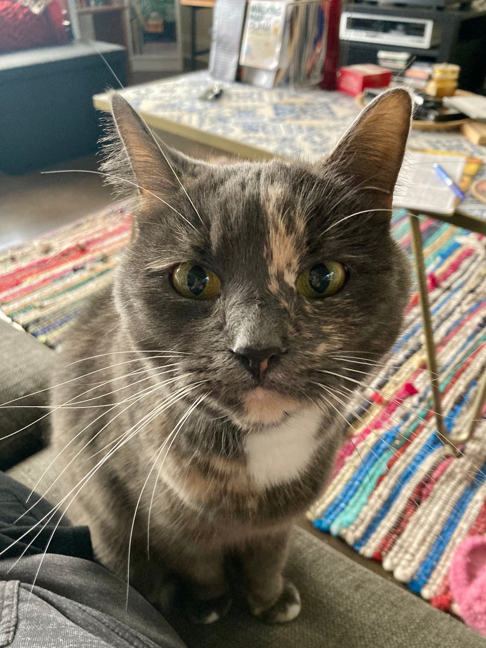 a little gray and dilute-tortie cat stands on a couch, staring directly into the camera.