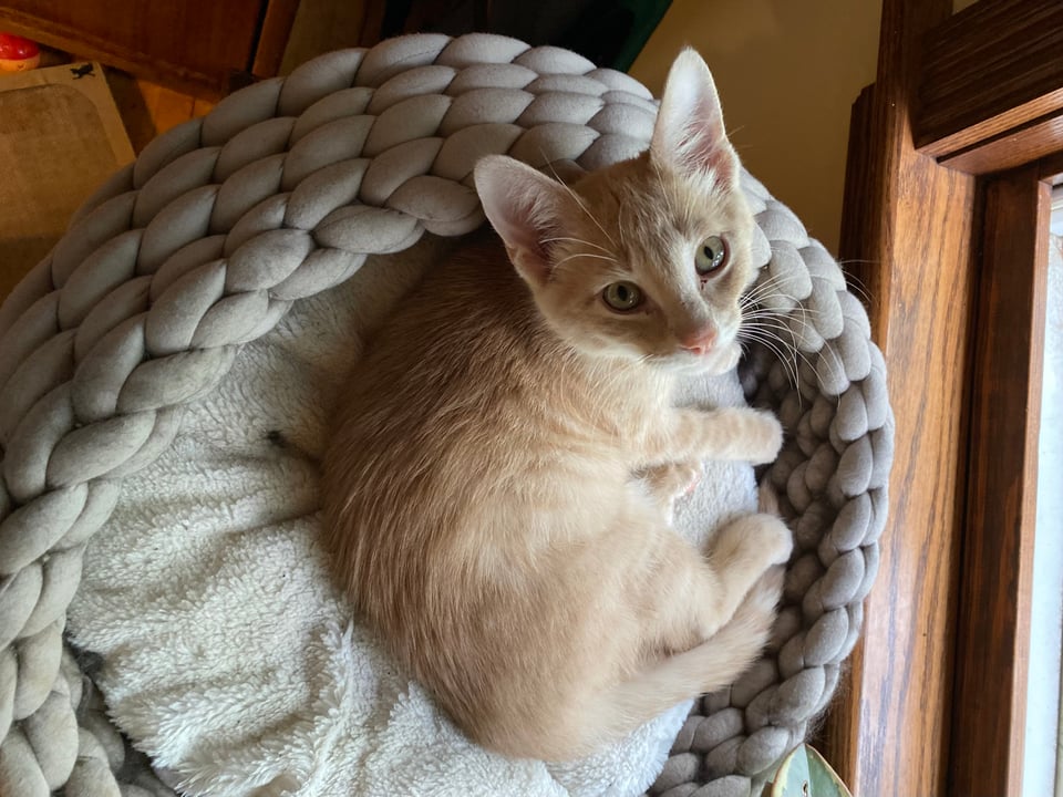 A 12 week old orange and white tabby kitten, curled up on a cat bed, looking up at the camera with green eyes