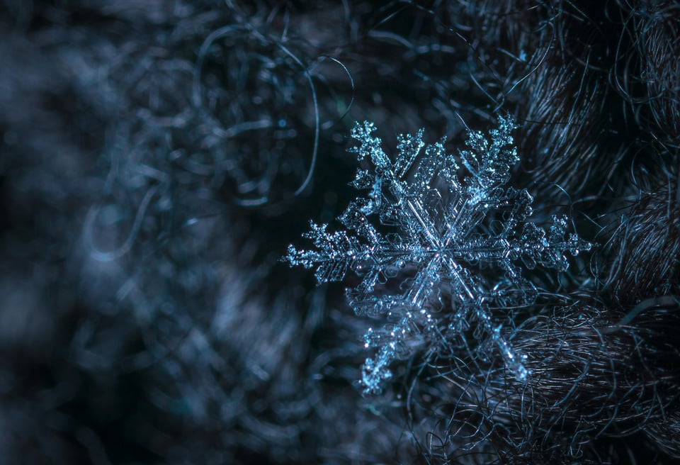 Stock photo of a snowflake in a tree branch.