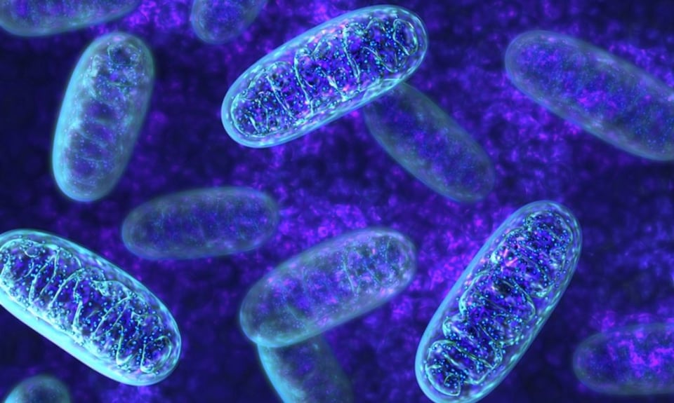 A colourized electron microscope image of a cluster of mitochondria.