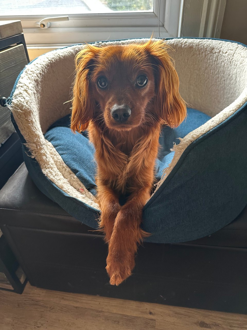 Radio sits in his basket looking beautiful.