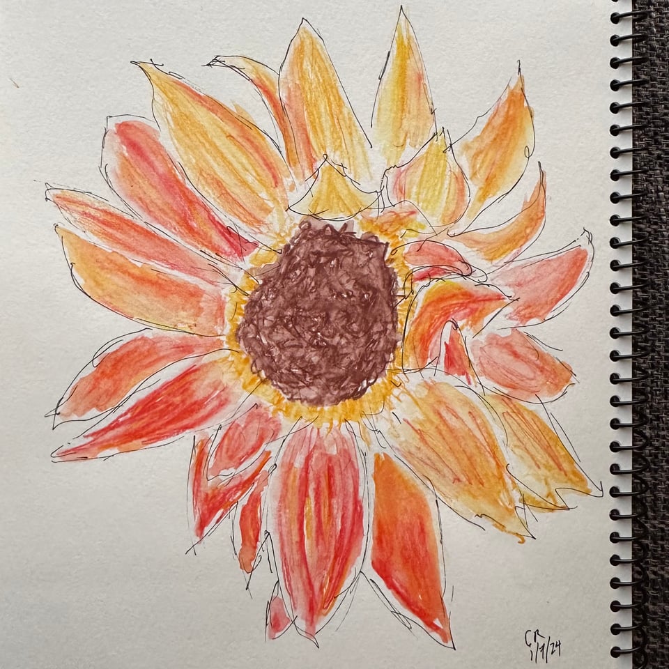 Drawing of a sunflower, in ink & watercolor pencil + brush. It's got a red-brown center, and orange petals, with a yellow ring emanating from the seeds into the petals.